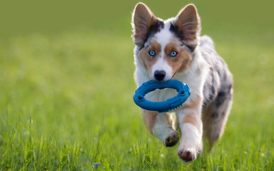 Dog Toy Obsession When Love Becomes Problematic - GulfRepost