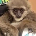 Endangered Apes Seized at Mumbai Airport - Gulf Repost