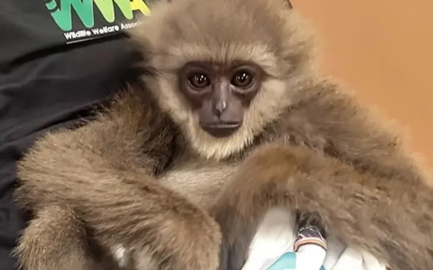 Endangered Apes Seized at Mumbai Airport - Gulf Repost