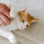 How to Speak Cat Without Treats The Slow Blink Technique