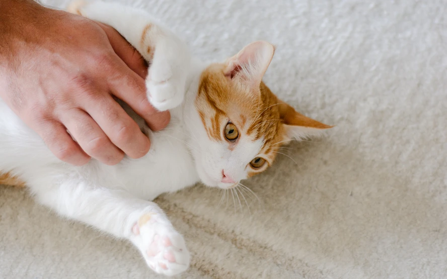 How to Speak Cat Without Treats The Slow Blink Technique