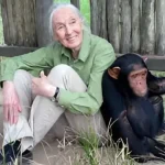 Jane Goodall Revolutionizing Science and Conservation Gulf Repost