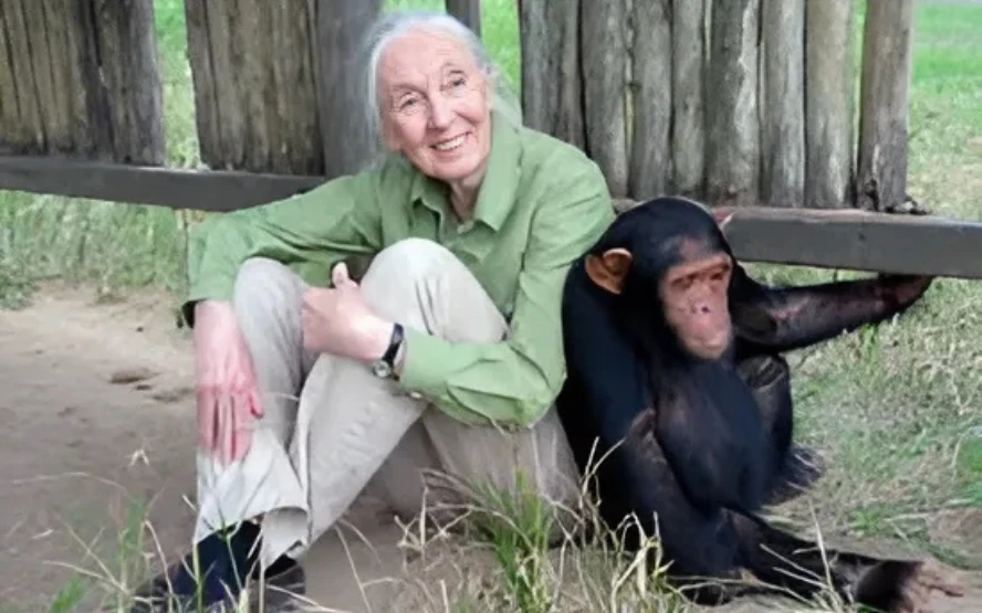 Jane Goodall Revolutionizing Science and Conservation Gulf Repost