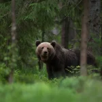 Japan bear attack film delay - Gulf Repost