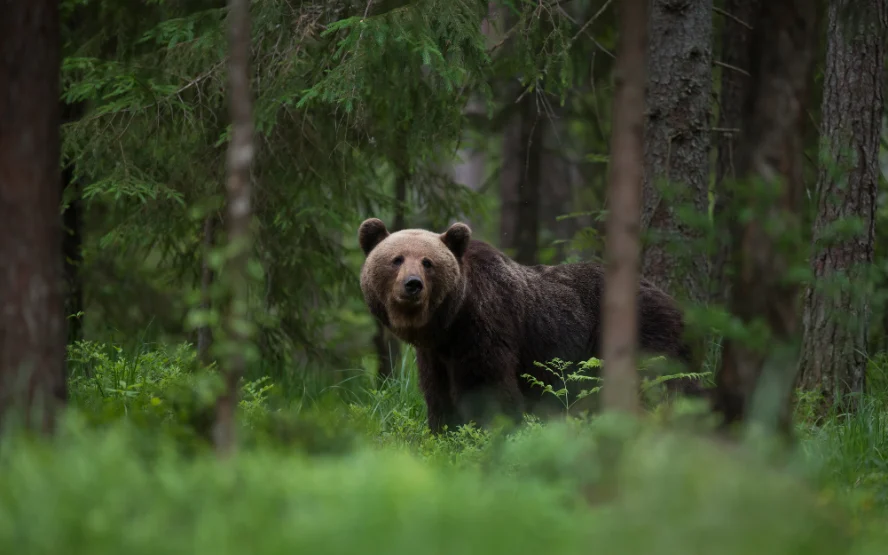 Japan bear attack film delay - Gulf Repost