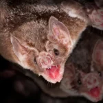 Scientists detect BRZ batCoV - Gulf Repost