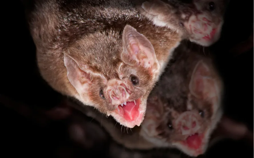 Scientists detect BRZ batCoV - Gulf Repost