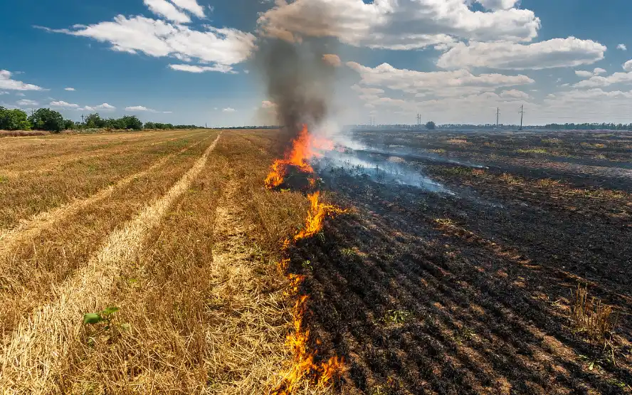 Stubble Burning Decreases by 77% After Floods in Punjab & Haryana