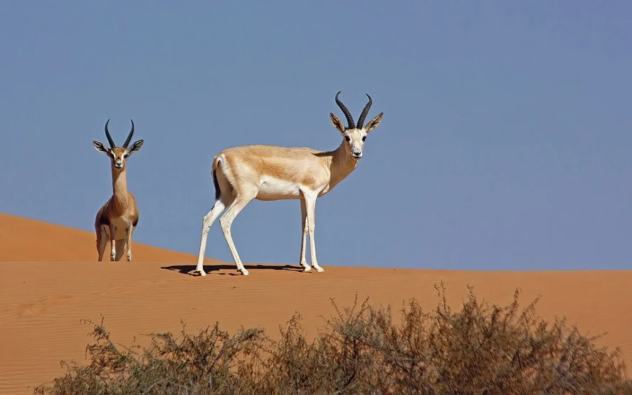 UAE desert wildlife art - Gulf Repost