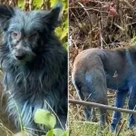 Why Have Chernobyl’s Dogs Turned Blue Gulf Repost