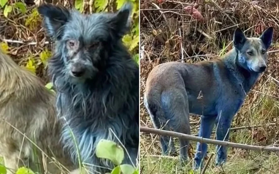 Why Have Chernobyl’s Dogs Turned Blue Gulf Repost