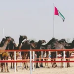 Al Dhafra Festival 2026