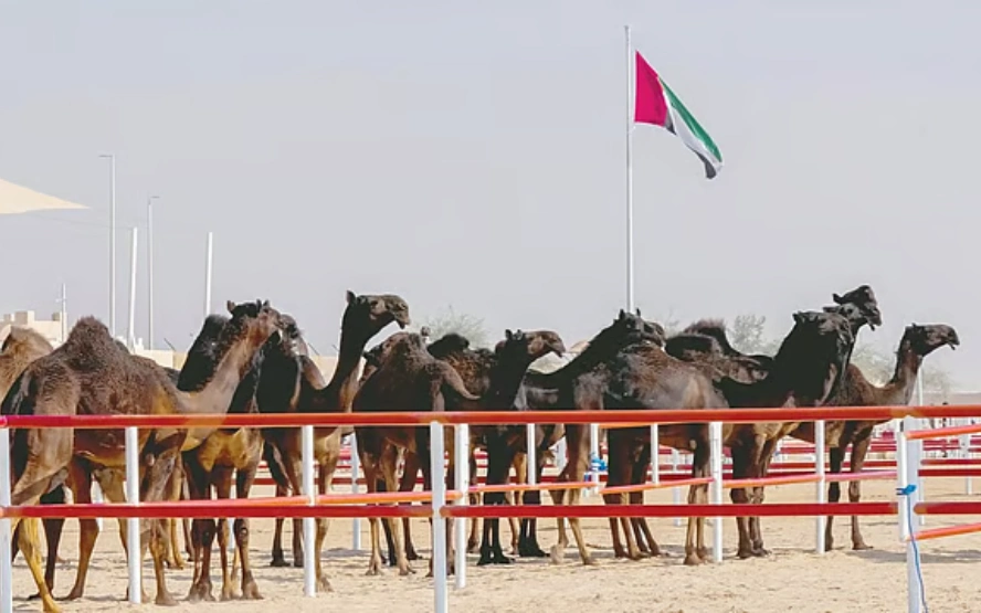 Al Dhafra Festival 2026